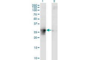 Western Blot analysis of FAM3B expression in transfected 293T cell line by FAM3B monoclonal antibody (M07), clone 1E7. (FAM3B anticorps  (AA 1-235))