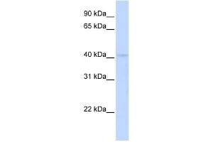 WB Suggested Anti-RAD9A Antibody Titration:  0. (RAD9A anticorps  (C-Term))
