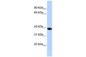 Western Blotting (WB) image for anti-Hyaluronidase-1 (HYAL1) antibody (ABIN2459449) (HYAL1 anticorps)
