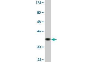 Western Blot detection against Immunogen (36.