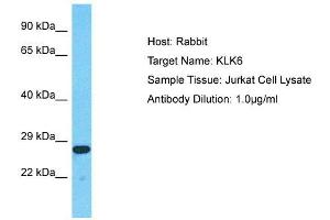 Host:  Rabbit  Target Name:  KLK6  Sample Type:  Jurkat Whole Cell lysates  Antibody Dilution:  1. (Kallikrein 6 anticorps  (N-Term))