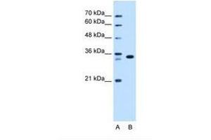 Image no. 1 for anti-Arginine-Fifty Homeobox (ARGFX) (AA 101-150) antibody (ABIN341629) (ARGFX anticorps  (AA 101-150))