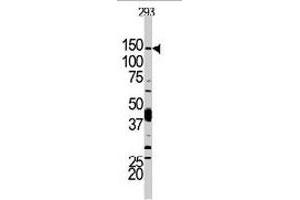 Western blot analysis of PIK3CD polyclonal antibody  in 293 cell line lysates. (PIK3CD anticorps  (N-Term))