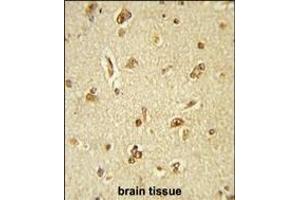 Formalin-fixed and paraffin-embedded human brain tissue reacted with GTF2I Antibody (C-term), which was peroxidase-conjugated to the secondary antibody, followed by DAB staining.