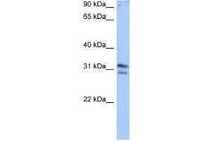 RG9MTD3 antibody used at 0. (RG9MTD3 anticorps)