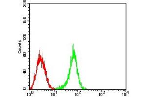 Flow cytometric analysis of HL-60 cells using CD363 mouse mAb (green) and negative control (red).