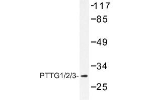 Image no. 1 for anti-Pituitary Tumor-Transforming 1 (PTTG1) antibody (ABIN272154) (PTTG1 anticorps)
