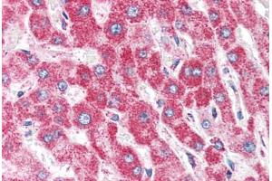 Human Liver (formalin-fixed, paraffin-embedded) stained with CLPP antibody ABIN351471 at 2. (CLPP anticorps  (AA 265-277))