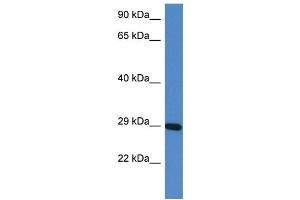 WB Suggested Anti-Prrg3 Antibody   Titration: 1. (PRRG3 anticorps  (N-Term))