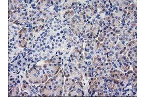 Immunohistochemistry (IHC) image for anti-Beclin 1, Autophagy Related (BECN1) antibody (ABIN1496865) (Beclin 1 anticorps)