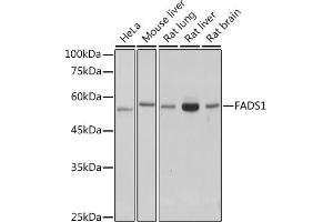 Western blot analysis of extracts of various cell lines, using F antibody (ABIN7267155) at 1:1000 dilution. (FADS1 anticorps)