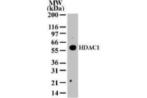 HDAC1 pAb tested by Western blot. (HDAC1 anticorps  (AA 1-5))