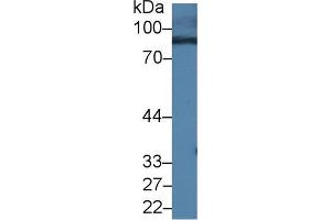 Western blot analysis of Mouse Serum, using Mouse RALBP1 Antibody (1 µg/ml) and HRP-conjugated Goat Anti-Rabbit antibody ( (RALBP1 anticorps  (AA 192-380))