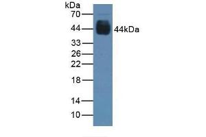 Detection of PAX6 in Rat Stomach Tissue using Polyclonal Antibody to Paired Box Gene 6 (PAX6)
