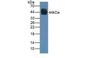 Detection of PAX6 in Rat Stomach Tissue using Polyclonal Antibody to Paired Box Gene 6 (PAX6) (PAX6 anticorps  (AA 1-130))