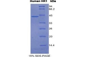 SDS-PAGE of Protein Standard from the Kit (Highly purified E.