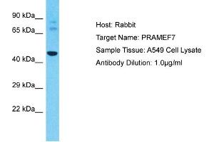 Host: Rabbit Target Name: PRAMEF7 Sample Type: A549 Whole Cell lysates Antibody Dilution: 1. (PRAMEF7 anticorps  (N-Term))
