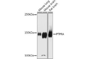 Western blot analysis of extracts of various cell lines, using PTPRA antibody (ABIN6131113, ABIN6146452, ABIN6146453 and ABIN6215926) at 1:2000 dilution. (PTPRA anticorps  (AA 529-793))