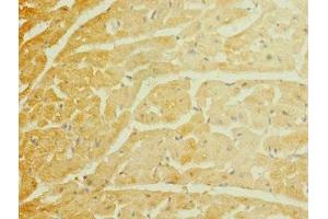 Immunohistochemistry of paraffin-embedded human heart tissue using ABIN7169925 at dilution of 1:100 (SCN7A anticorps  (AA 265-368))