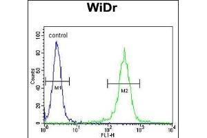 ATP5B Antibody (Center) (ABIN650786 and ABIN2839558) flow cytometric analysis of WiDr cells (right histogram) compared to a negative control cell (left histogram).