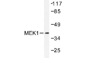 Image no. 1 for anti-Mitogen-Activated Protein Kinase Kinase 1 (MAP2K1) antibody (ABIN272034) (MEK1 anticorps)