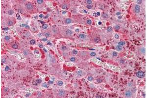 Anti-TFPI antibody IHC staining of human liver. (TFPI anticorps  (AA 29-44))