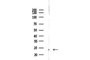 anti-Mitochondrial Ribosomal Protein L40 (MRPL40) (C-Term) antibody