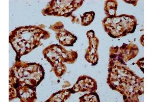 IHC image of ABIN7160882 diluted at 1:100 and staining in paraffin-embedded human placenta tissue performed on a Leica BondTM system.