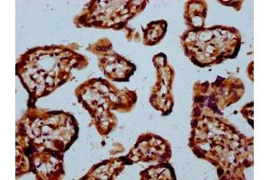 IHC image of ABIN7160882 diluted at 1:100 and staining in paraffin-embedded human placenta tissue performed on a Leica BondTM system. (NDUFAF3 anticorps  (AA 91-184))
