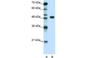 WB Suggested Anti-TFAP2A Antibody Titration:  1. (TFAP2A anticorps  (C-Term))