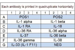 Image no. 1 for Human IL-1 Family Cytokine Array Q1 (ABIN4956065) (Humain IL-1 Family Cytokine Array Q1)