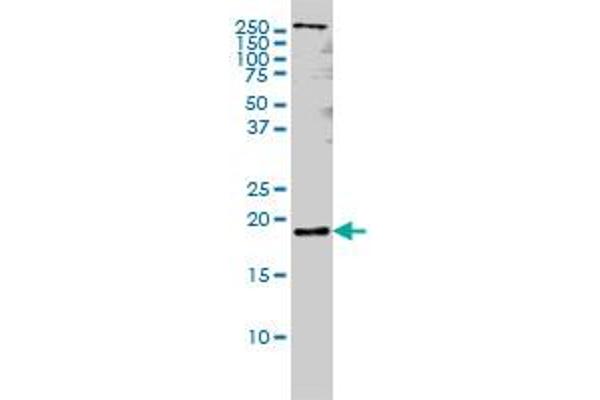 Pleiotrophin anticorps  (AA 45-154)