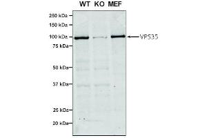 Western Blot analysis of Human, Mouse A549, MEF showing detection of VPS35 protein using Mouse Anti-VPS35 Monoclonal Antibody, Clone 7E4 (ABIN6932909).