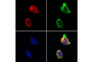 ABIN6265436 and ABIN6273019 staining Hela by IF/ICC.