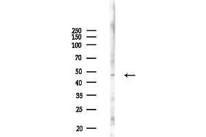 anti-Growth Hormone Releasing Hormone Receptor (GHRHR) (C-Term) antibody