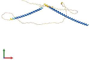 AlphaFold protein structure predicition of Human Recombinant KNSTRN Protein, UniprotID Q9Y448