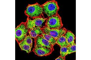 Immunofluorescence analysis of Hela cells using ACTH mouse mAb (green). (ACTH anticorps)