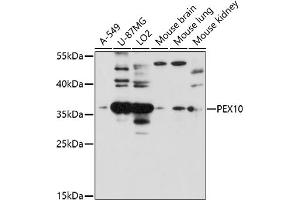 Western blot analysis of extracts of various cell lines, using PEX10 antibody (ABIN7269242) at 1:1000 dilution. (PEX10 anticorps  (AA 10-160))