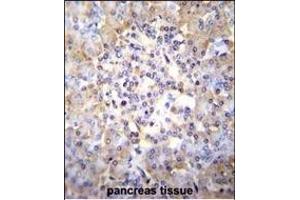 TSNARE1 Antibody (C-term) (ABIN655257 and ABIN2844854) immunohistochemistry analysis in formalin fixed and paraffin embedded human pancreas tissue followed by peroxidase conjugation of the secondary antibody and DAB staining. (TSNARE1 anticorps  (C-Term))