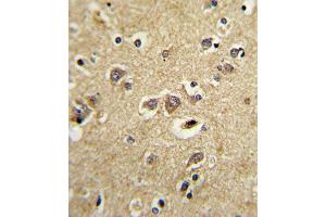 Formalin-fixed and raffin-embedded human brain tissue with LRP1 Antibody (C-term), which was peroxidase-conjugated to the secondary antibody, followed by DAB staining.