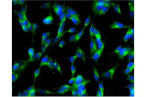Immunofluorescence (IF) image for anti-Adaptor-Related Protein Complex 2, alpha 1 Subunit (AP2A1) (AA 38-215) antibody (ABIN968009)