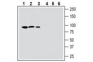 Western blot analysis human HepG2 hepatocellular carcinoma cell line lysate (lanes 1 and 4), mouse BV-2 microglia cell line lysate (lanes 2 and 5) and human MEG-01 megakaryoblastic leukemia cell line lysate (lanes 3 and 6): - 1-3. (MERTK anticorps  (Extracellular, N-Term))