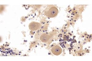 Detection of VEGFD in Bovine Cerebellum Tissue using Polyclonal Antibody to Vascular Endothelial Growth Factor D (VEGFD)