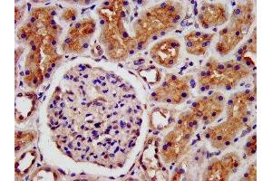 IHC image of ABIN7158567 diluted at 1:500 and staining in paraffin-embedded human kidney tissue performed on a Leica BondTM system. (LRP2 anticorps  (AA 1211-1369))