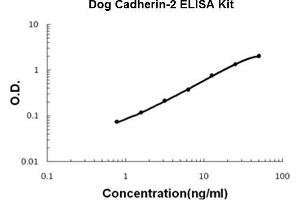 Dog Cadherin-2/N-Cadherin PicoKine ELISA Kit standard curve (N-Cadherin Kit ELISA)