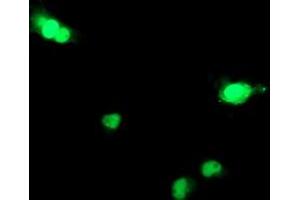 Immunofluorescence (IF) image for anti-Deoxycytidine Kinase (DCK) antibody (ABIN1497774) (DCK anticorps)