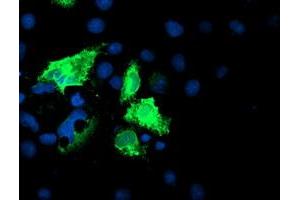 Anti-IDS mouse monoclonal antibody (ABIN2455529) immunofluorescent staining of COS7 cells transiently transfected by pCMV6-ENTRY IDS (RC219187). (IDS anticorps)