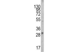 Western blot analysis of SCF antibody and 293 lysate.