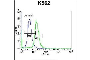 Flow cytometric analysis of K562 cells (right histogram) compared to a negative control cell (left histogram). (CCL17 anticorps  (C-Term))