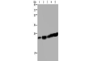 Western Blotting (WB) image for anti-MOB1, Mps One Binder Kinase Activator-Like 1B (MOBKL1B) antibody (ABIN2433399) (MOB1A anticorps)